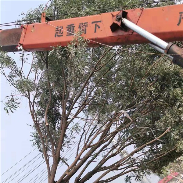 国槐