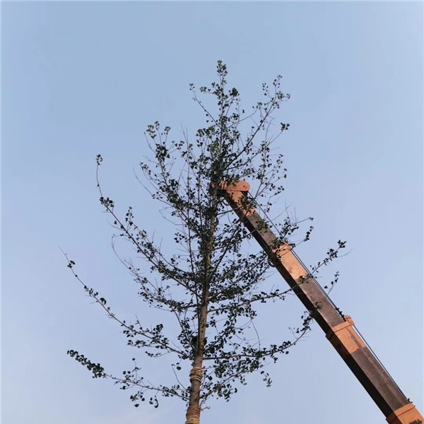 银杏树