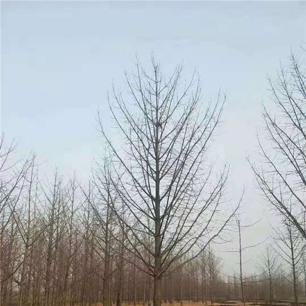 银杏树