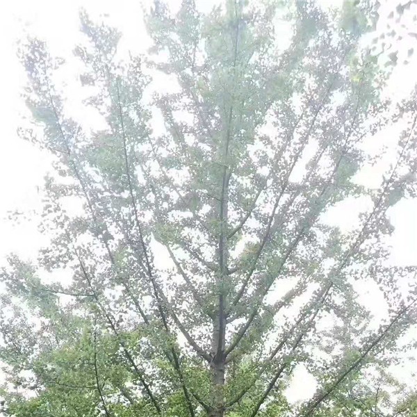 银杏树