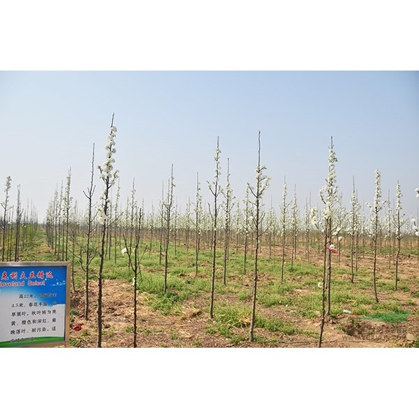 彩叶豆梨春季开花效果
