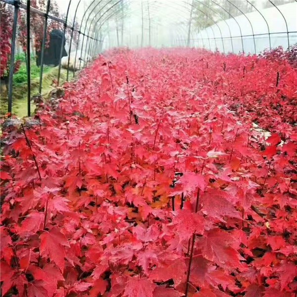 红冠红枫小苗
