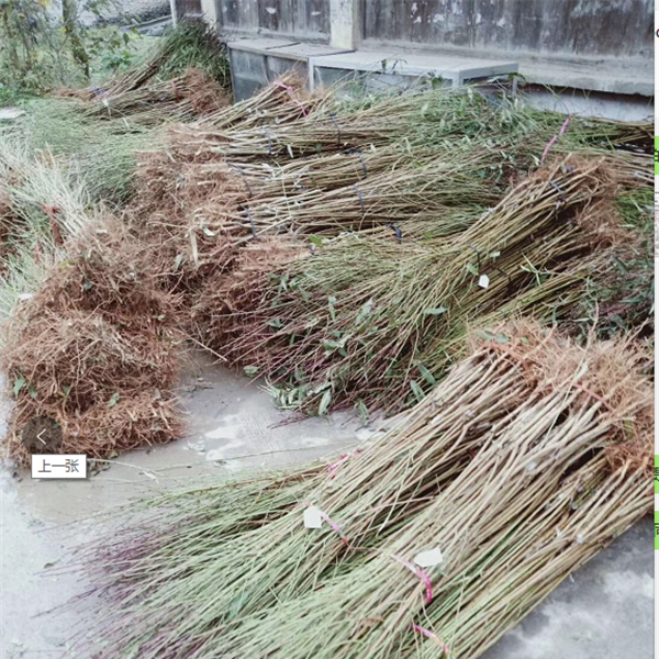 桃花苗