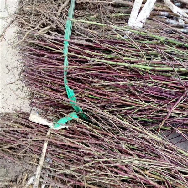 桃花苗