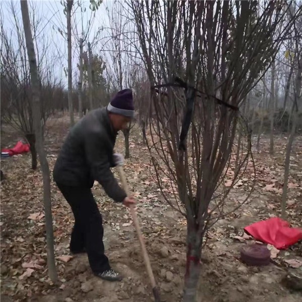 桃花苗出土