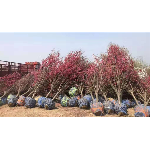 桃花树