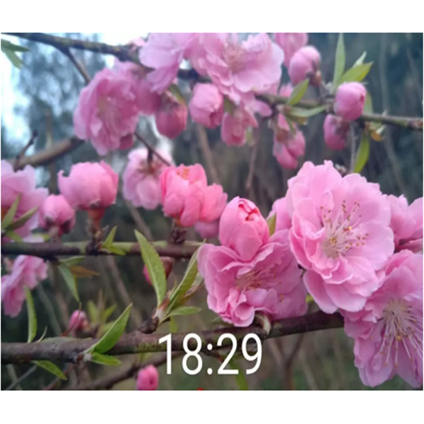 迎春