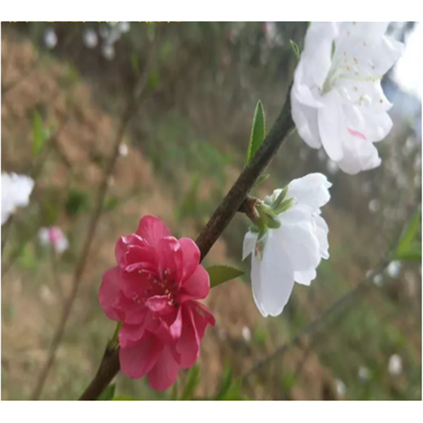 源平