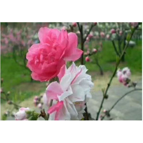 洒红(重点品种-晚花）