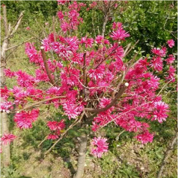 “京舞姬”（晚花）