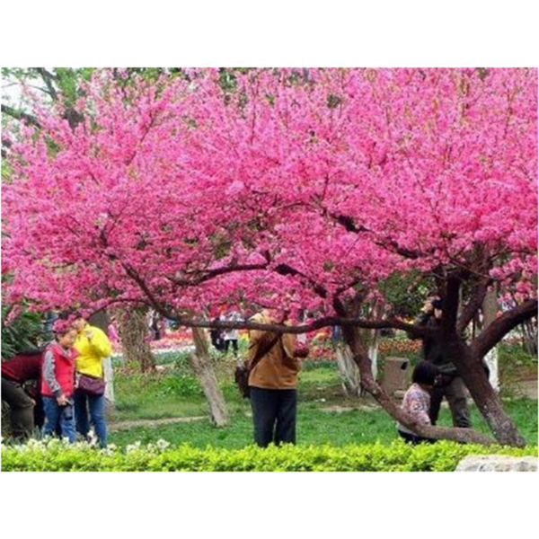 “京舞子”（晚花）