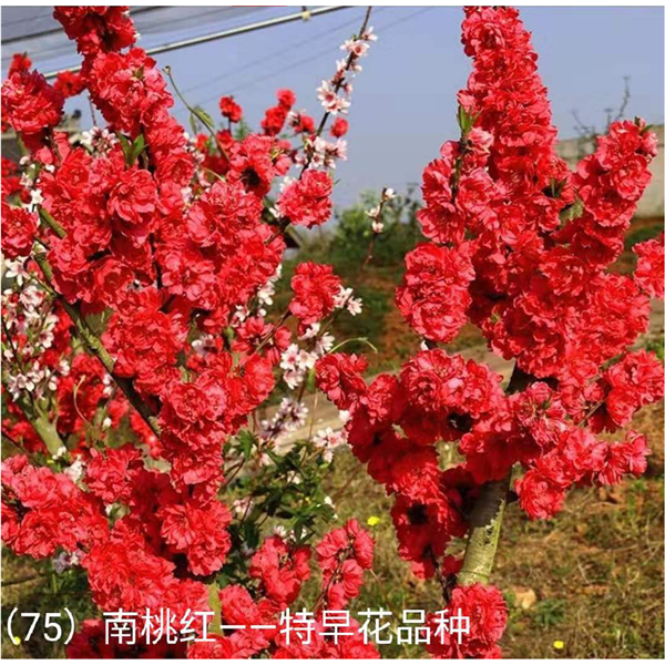“南桃红”特早花品种