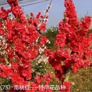 “南桃红”特早花品种