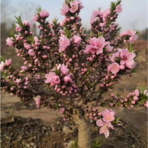 矮化寿星桃花，