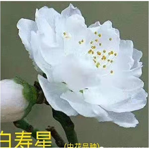 白寿星