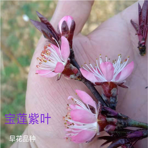 宝莲紫叶