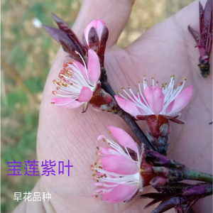宝莲紫叶