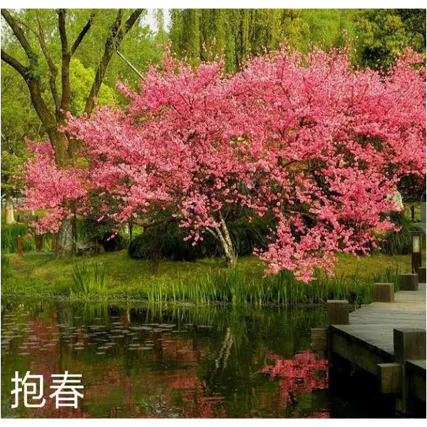 报春（早中花）
