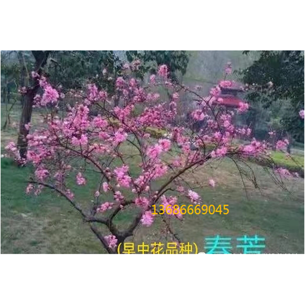 春芳