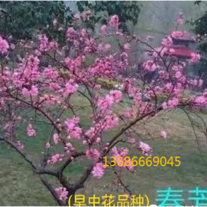 春芳