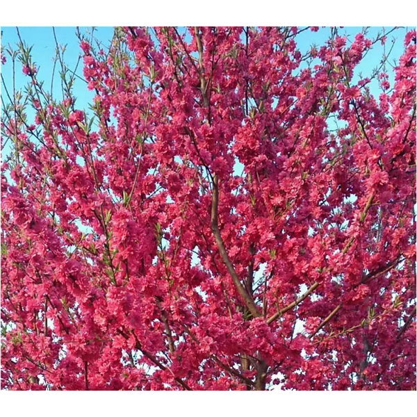 春光特早花