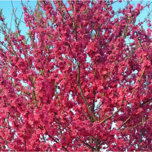 春光特早花