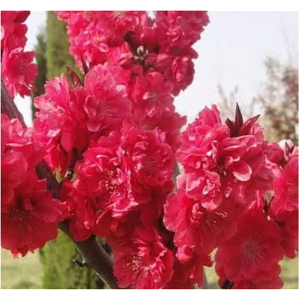 红花红叶（晚花）