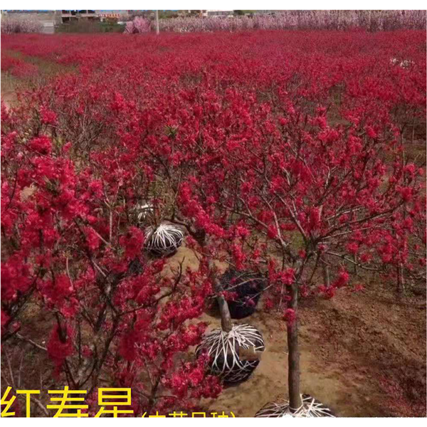 红寿星