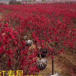 红寿星
