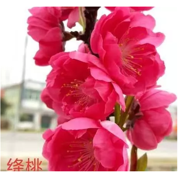 绛桃（中花品种）