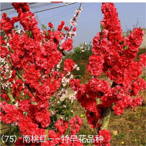 南桃红—特早花品种1