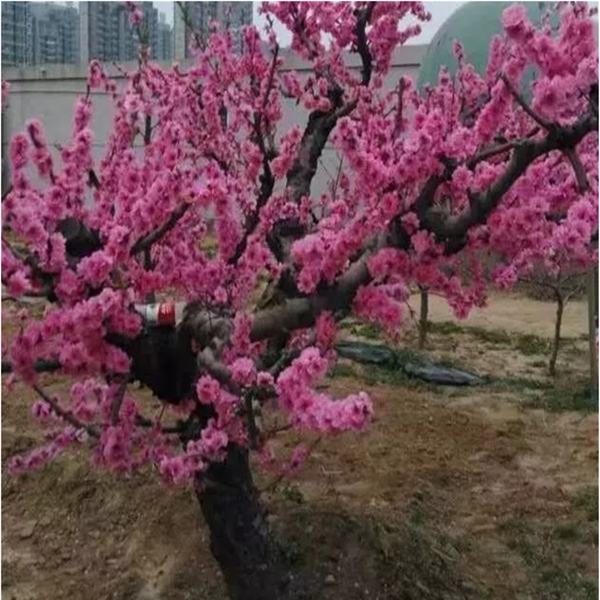探春—早花
