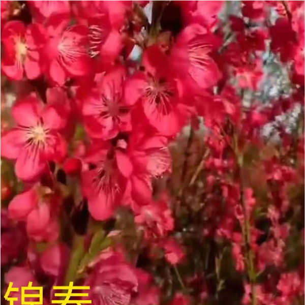 特早花品种锦春