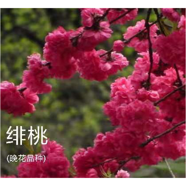 晚花品种--绯桃