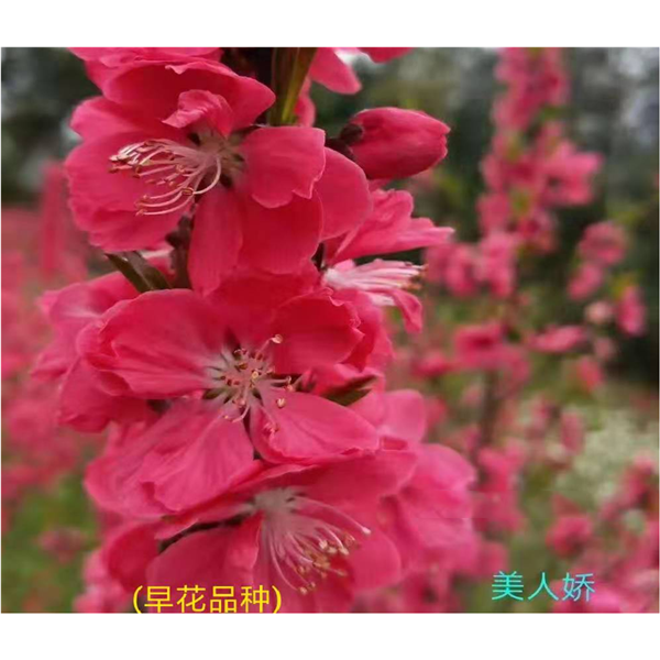 早花品种-美人娇