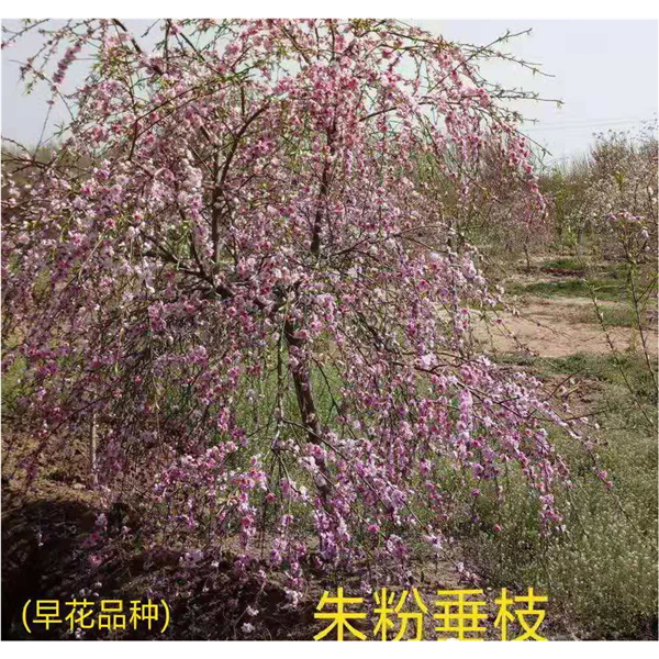 朱粉垂枝