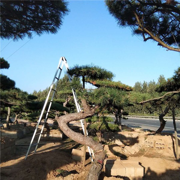 造型景观松