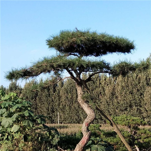 造型景观松