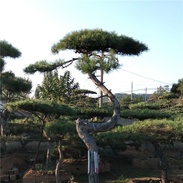 造型景观松