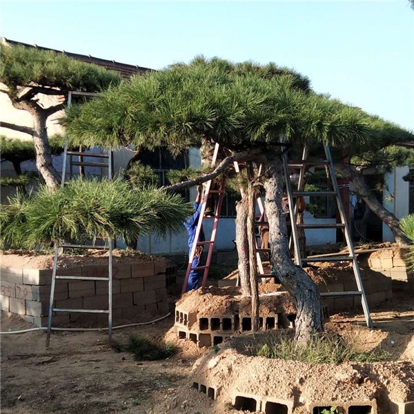 造型景观松