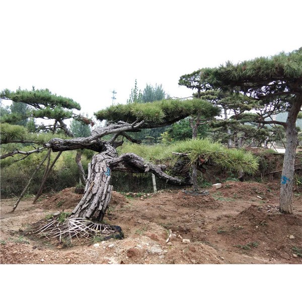 造型景观松