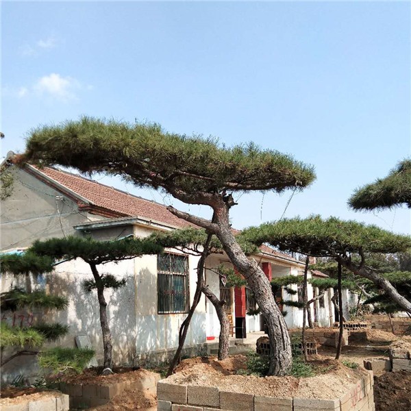 造型景观松