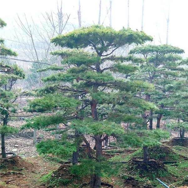 造型景观松