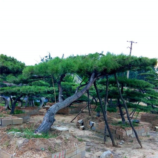 造型景观松