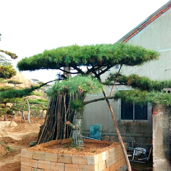 造型景观松