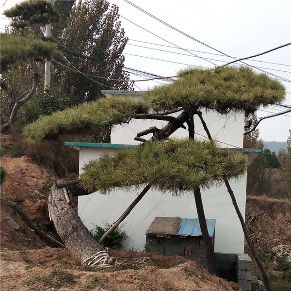 优质景观松培育基地
