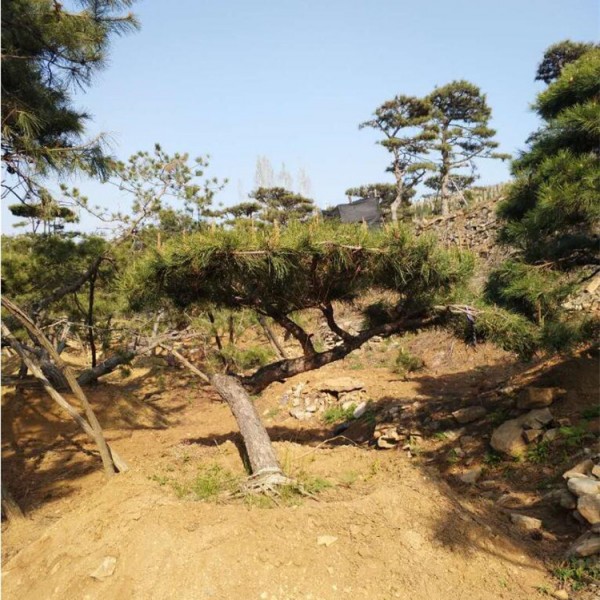 造型松基地
