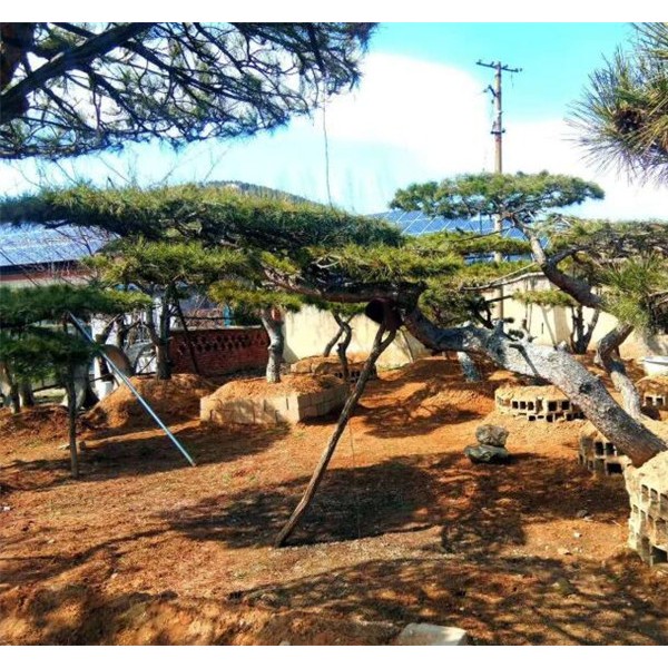 造型松