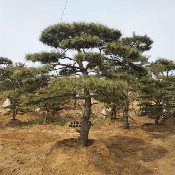 造型松价格