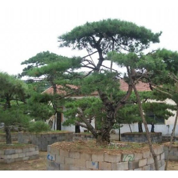 造型黑松